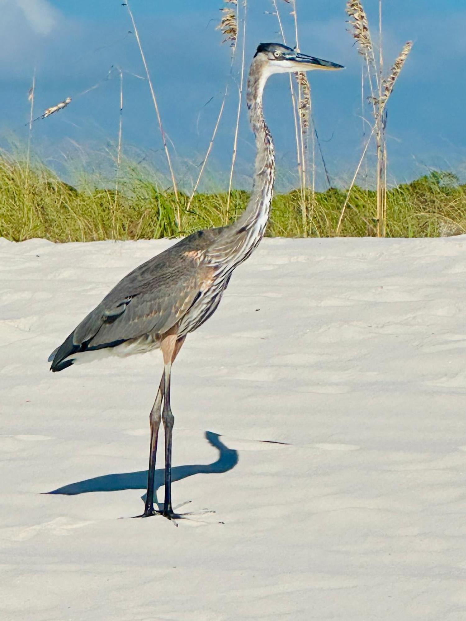 The Beach Goat Villa Gulf Shores Kültér fotó